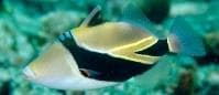 Rectangular Triggerfish (Rhinecanthus rectangulus) – ornamental fish exported by Rafiki Marine, Mombasa