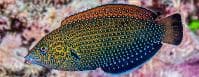 Bluespotted Tamarin (Anampses caeruleopunctatus) – ornamental fish exported by Rafiki Marine, Mombasa