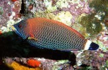 Chiseltooth Wrasse (Pseudodax moluccanus) – ornamental fish exported by Rafiki Marine, Mombasa