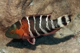 Redbreasted Wrasse (Cheilinus fasciatus) – ornamental fish exported by Rafiki Marine, Mombasa