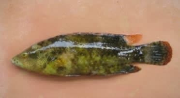 Tripletail Wrasse (Cheilinus trilobatus) – ornamental fish exported by Rafiki Marine, Mombasa