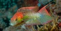Two-spot Wrasse (Oxycheilinus bimaculatus) – ornamental fish exported by Rafiki Marine, Mombasa