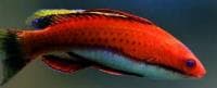 Social Fairy Wrasse (Cirrhilabrus rubriventralis) – ornamental fish exported by Rafiki Marine, Mombasa