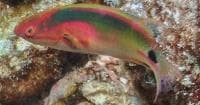 Exquisite Wrasse (Cirrhilabrus exquisitus) – ornamental fish exported by Rafiki Marine, Mombasa
