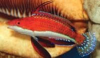 Spikefin Fairy Wrasse (Cirrhilabrus africanus) – ornamental fish exported by Rafiki Marine, Mombasa
