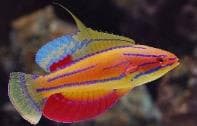 McCosker's Flasher Wrasse (Paracheilinus mccoskeri) – ornamental fish exported by Rafiki Marine, Mombasa