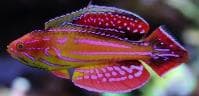 Diamond Tail Wrasse (Paracheilinus antennatus) – ornamental fish exported by Rafiki Marine, Mombasa