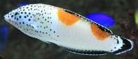 Clown Coris (Coris angulata) – ornamental fish exported by Rafiki Marine, Mombasa