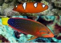 African Clown Wrasse (Coris gaimard) – ornamental fish exported by Rafiki Marine, Mombasa