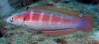 Spottail Coris (Coris caudimacula) – ornamental fish exported by Rafiki Marine, Mombasa