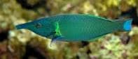 Green Bird Wrasse (Gomphosus coeruleus) – ornamental fish exported by Rafiki Marine, Mombasa