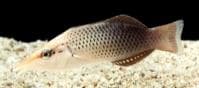 Brown Bird Wrasse (Gomphosus varius) – ornamental fish exported by Rafiki Marine, Mombasa