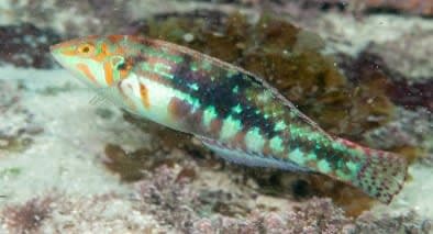 Picture Wrasse (Halichoeres nebulosus) – ornamental fish exported by Rafiki Marine, Mombasa