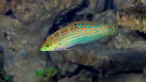 Adorned Wrasse (Halichoeres cosmetus) – ornamental fish exported by Rafiki Marine, Mombasa