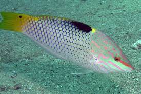 Checkerboard Wrasse (Halichoeres hortulanus) – ornamental fish exported by Rafiki Marine, Mombasa