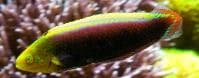 Radiant Wrasse (Halichoeres iridis) – ornamental fish exported by Rafiki Marine, Mombasa