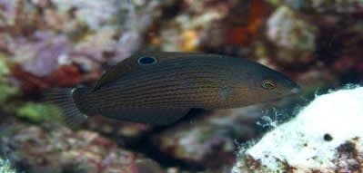 Dusky Wrasse (Halichoeres marginatus) – ornamental fish exported by Rafiki Marine, Mombasa