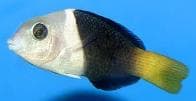Orange-tipped Rainbow Wrasse (Hemigymnus melapterus) – ornamental fish exported by Rafiki Marine, Mombasa