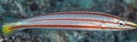 Candy Cane Wrasse (Hologymnosus doliatus) – ornamental fish exported by Rafiki Marine, Mombasa