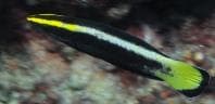 Bicolor Cleaner Wrasse (Labroides bicolor) – ornamental fish exported by Rafiki Marine, Mombasa