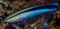 Cleaner Wrasse (Labroides dimidiatus) – ornamental fish exported by Rafiki Marine, Mombasa