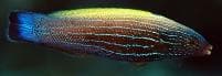 Yellowback Wrasse (Labropsis xanthonota) – ornamental fish exported by Rafiki Marine, Mombasa