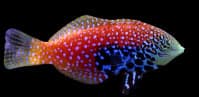 Peacock Leopard Wrasse (Macropharyngodon bipartitus) – ornamental fish exported by Rafiki Marine, Mombasa