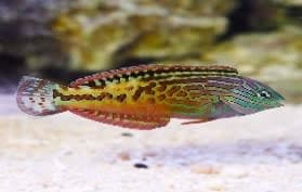 Bluespotted Wrasse (Macropharyngodon cyanoguttatus) – ornamental fish exported by Rafiki Marine, Mombasa