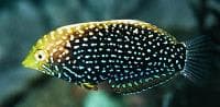 Yellowspotted Wrasse (Macropharyngodon negrosensis) – ornamental fish exported by Rafiki Marine, Mombasa