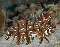 Dragon Wrasse (Novaculichthys taeniourus) – ornamental fish exported by Rafiki Marine, Mombasa