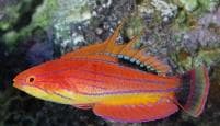 Carpenter's Wrasse (Paracheilinus carpenteri) – ornamental fish exported by Rafiki Marine, Mombasa