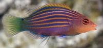 Sixline Wrasse (Pseudocheilinus hexataenia) – ornamental fish exported by Rafiki Marine, Mombasa