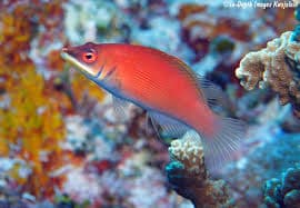 Disappearing Wrasse (Pseudocheilinus evanidus) – ornamental fish exported by Rafiki Marine, Mombasa