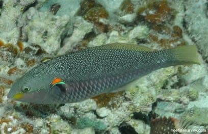 Red-spot Wrasse (Stethojulis bandanensis) – ornamental fish exported by Rafiki Marine, Mombasa
