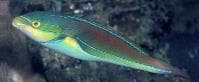 Bluelined Wrasse (Stethojulis albovittata) – ornamental fish exported by Rafiki Marine, Mombasa