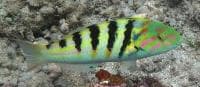 Sixbar Wrasse (Thalassoma hardwicke) – ornamental fish exported by Rafiki Marine, Mombasa