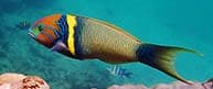 Goldbar Wrasse (Thalassoma hebraicum) – ornamental fish exported by Rafiki Marine, Mombasa
