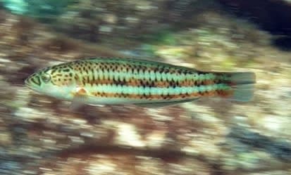 Surge Wrasse (Thalassoma purpureum) – ornamental fish exported by Rafiki Marine, Mombasa