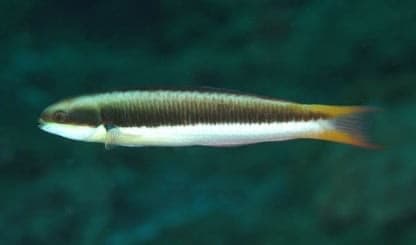 Blue-headed Wrasse (Thalassoma amblycephalum) – ornamental fish exported by Rafiki Marine, Mombasa