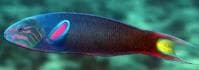 Moon Wrasse (Thalassoma lunare) – ornamental fish exported by Rafiki Marine, Mombasa