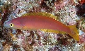 Candy Wrasse (Pseudojuloides cerasinus) – ornamental fish exported by Rafiki Marine, Mombasa