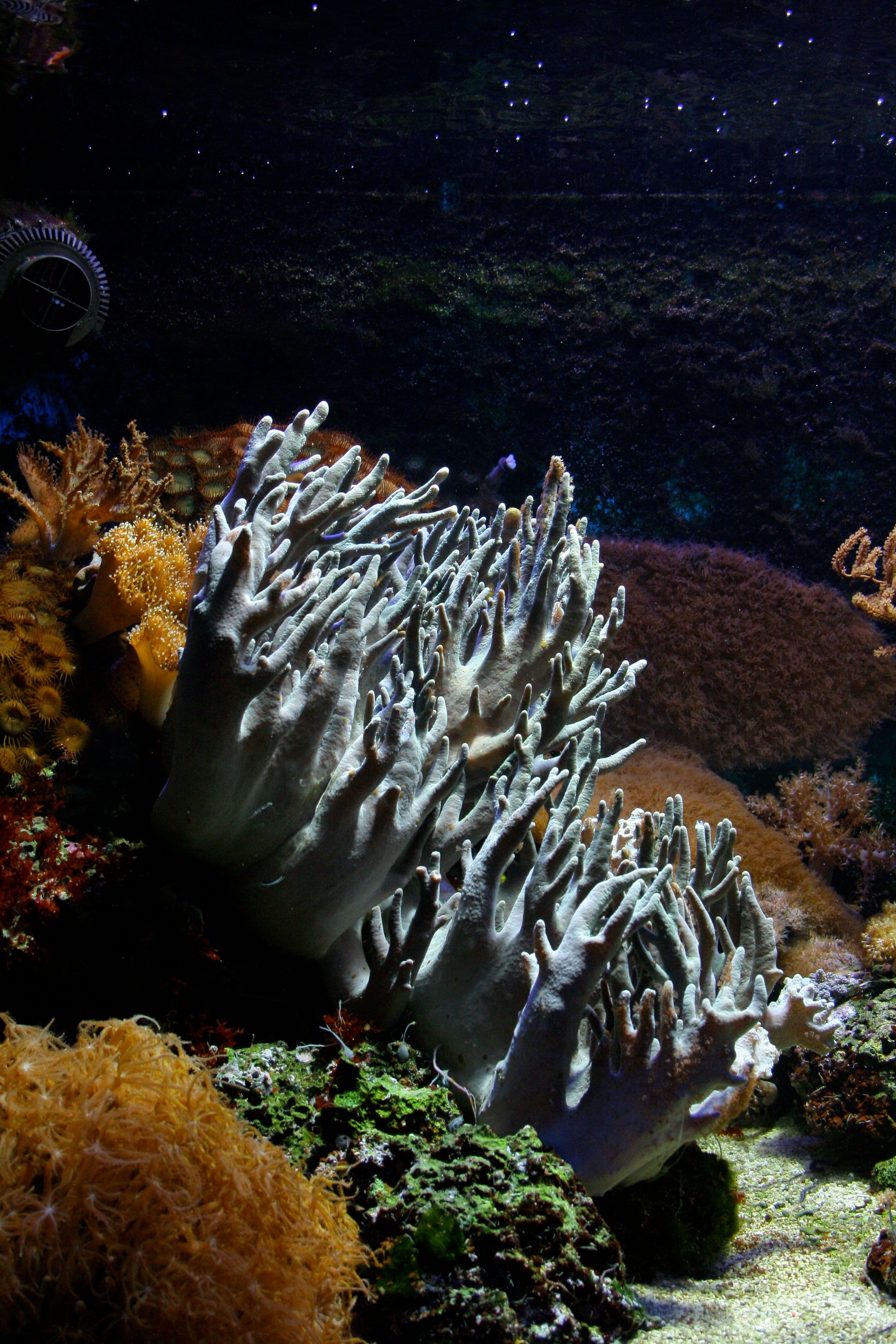 Broccoli Mushroom (Cladiella sp.) – ornamental fish exported by Rafiki Marine, Mombasa