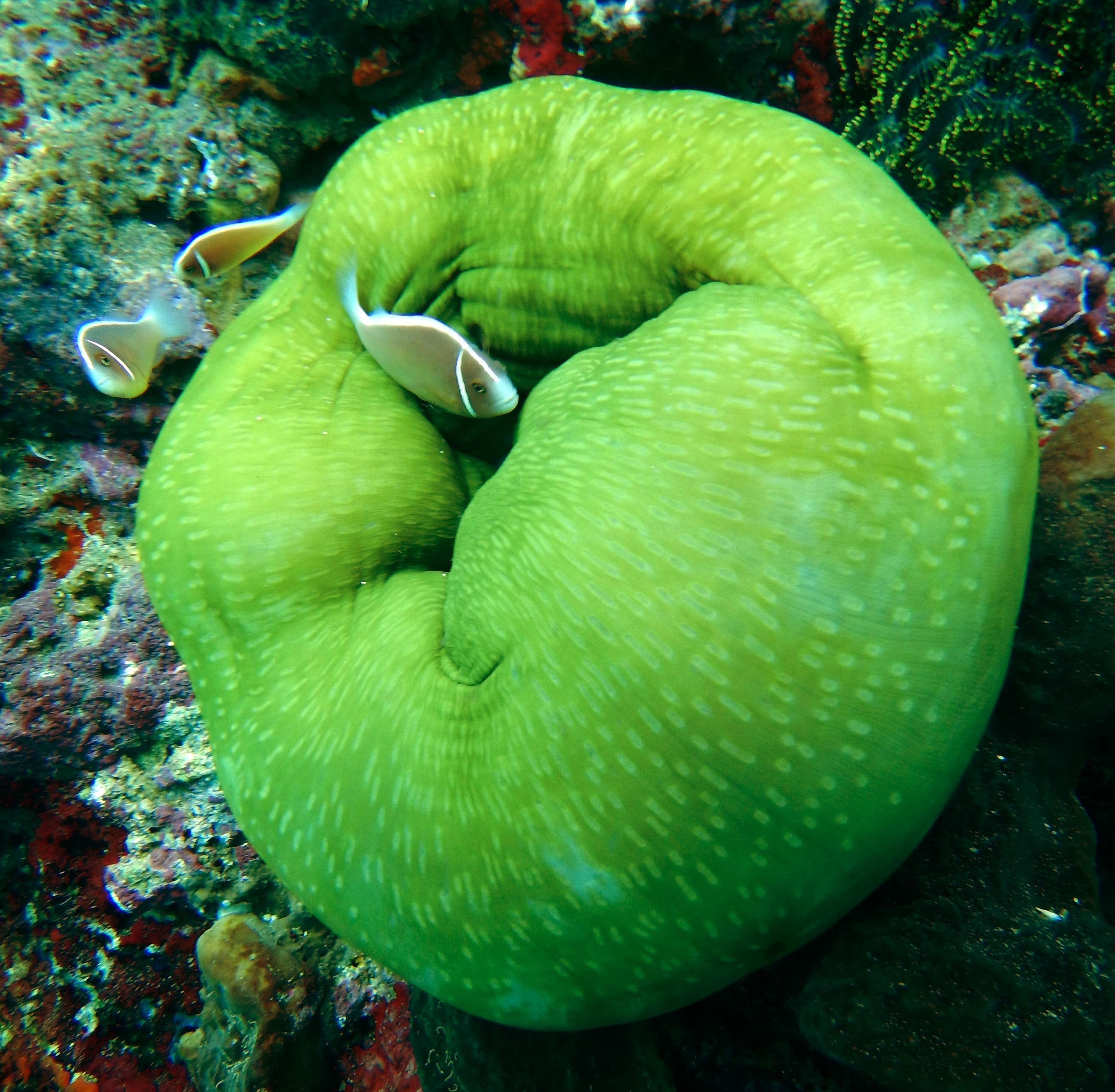 Carpet Anemone (Stichodactyla haddoni) – ornamental fish exported by Rafiki Marine, Mombasa