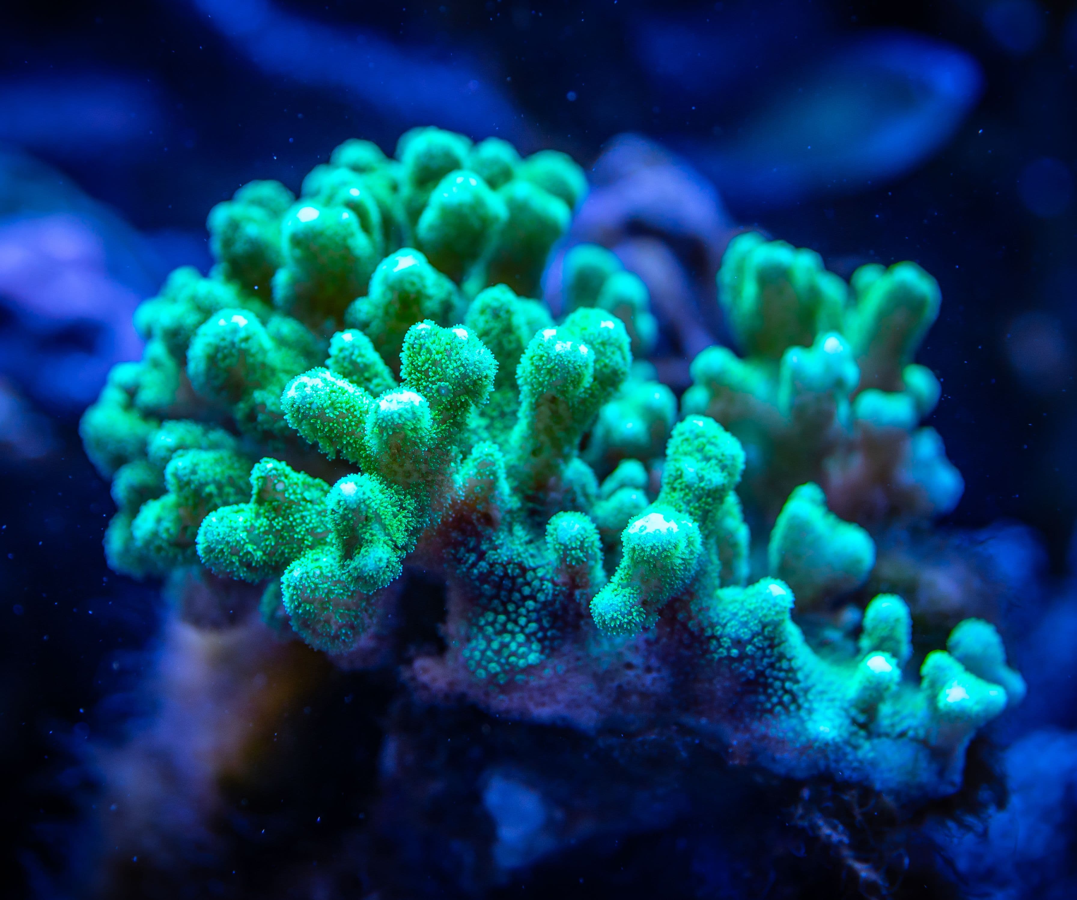 Lobophytum crassum (LOBOPHYTON - Green Polyp) – ornamental fish exported by Rafiki Marine, Mombasa