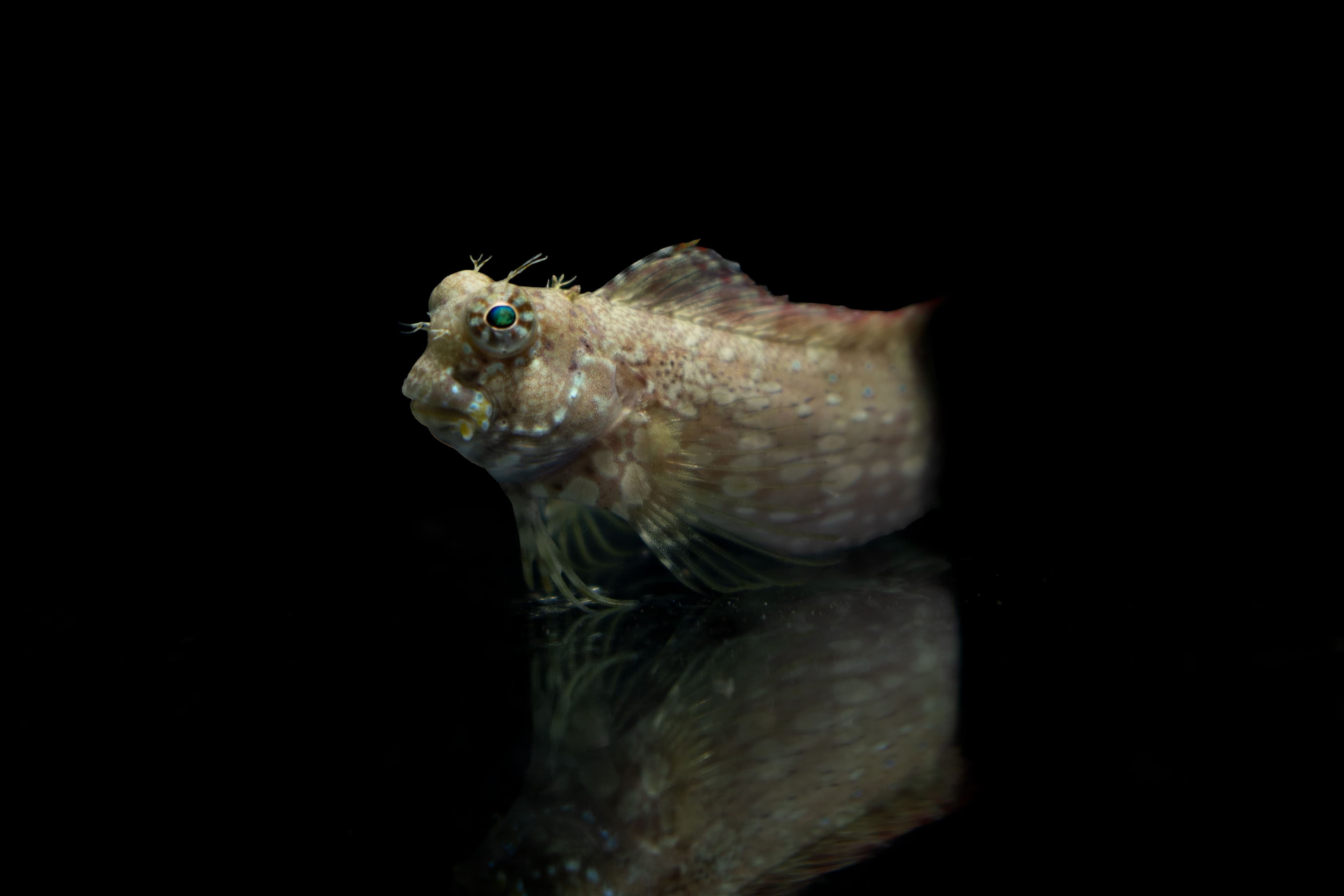 Jewelled Rockskipper (Salarias fasciatus) – ornamental fish exported by Rafiki Marine, Mombasa