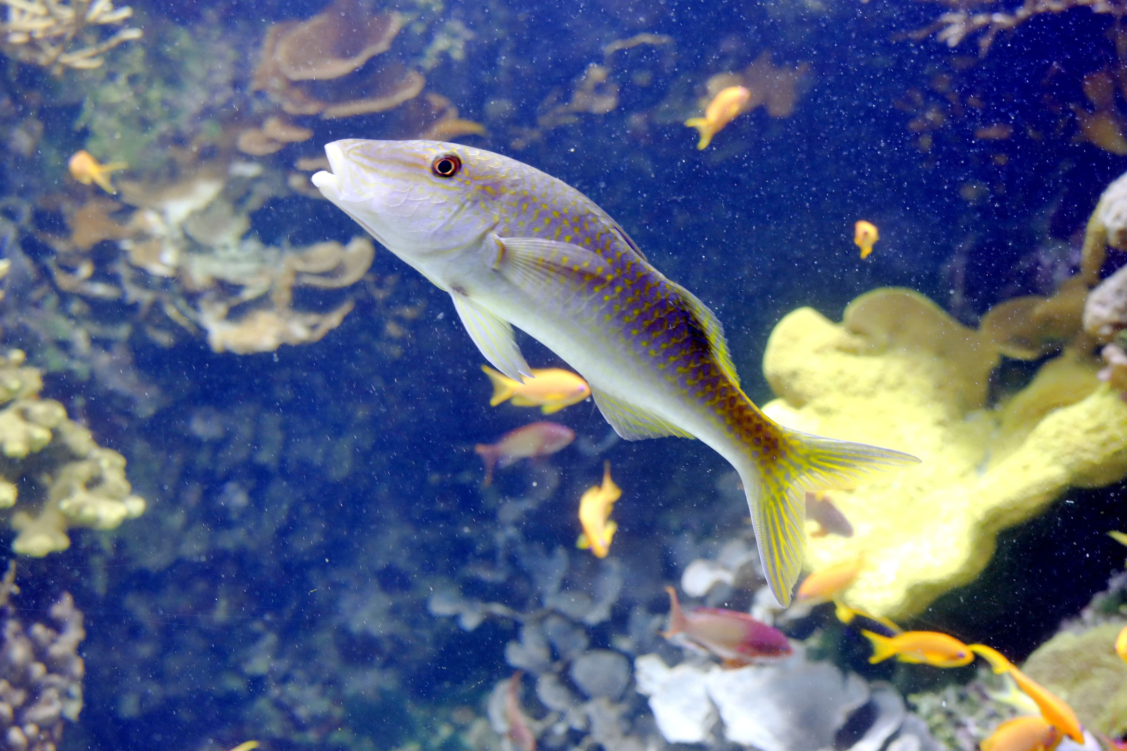 Brown Goatfish (Parupeneus macronemus) – ornamental fish exported by Rafiki Marine, Mombasa