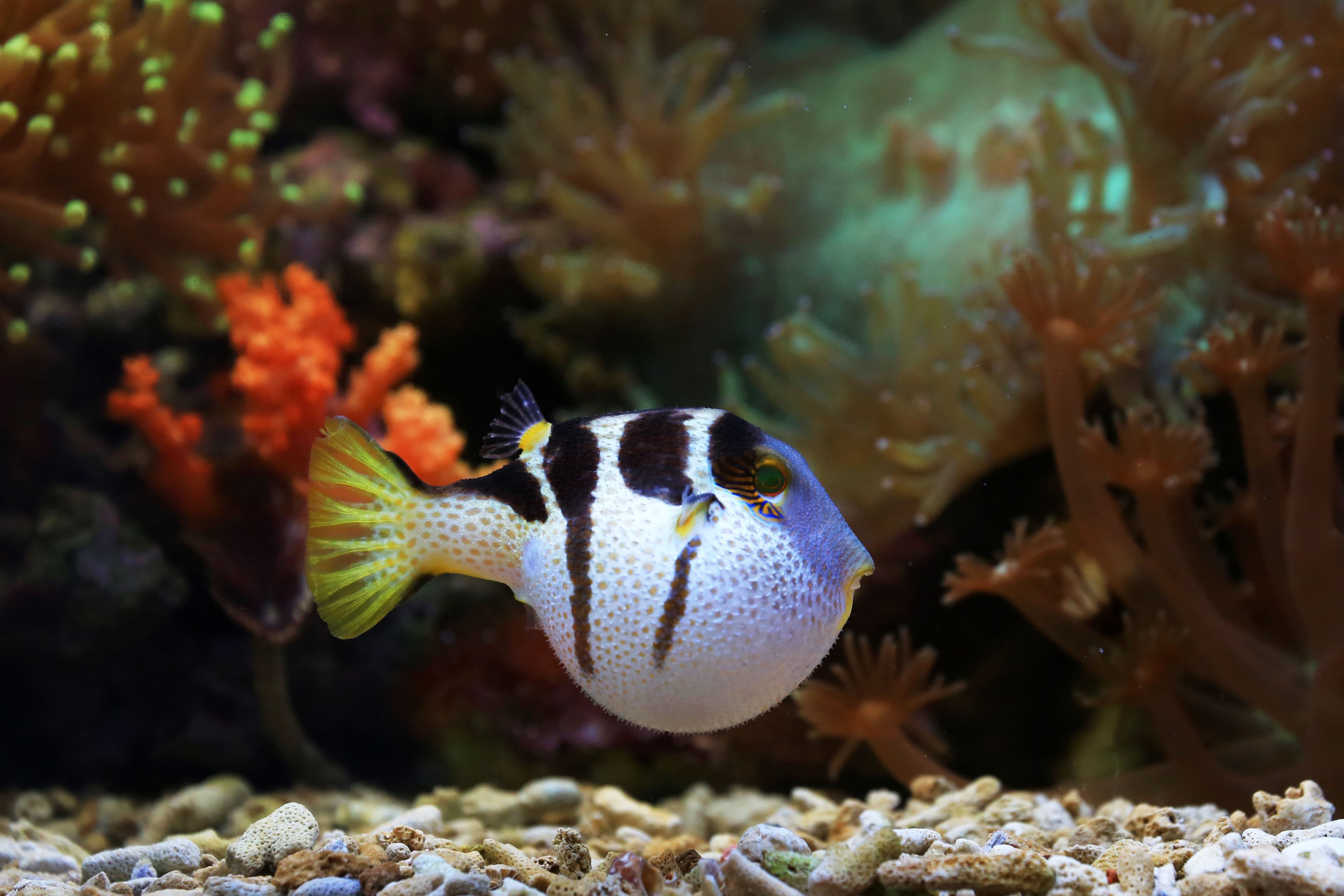 Black-saddled Toby (Canthigaster valentini) – ornamental fish exported by Rafiki Marine, Mombasa