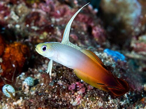 Firefish (Nemateleotris magnifica) – ornamental fish exported by Rafiki Marine, Mombasa