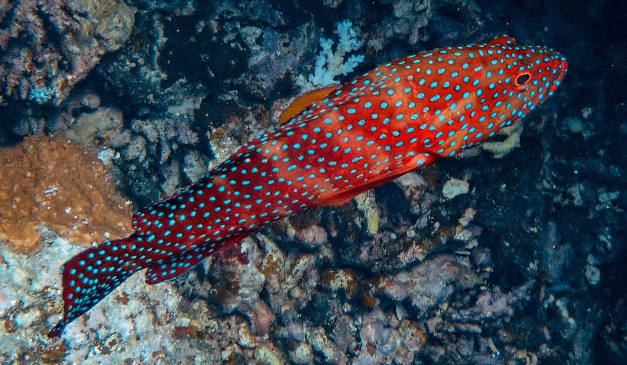 Coral Rockcod (Cephalopholis miniata) – ornamental fish exported by Rafiki Marine, Mombasa
