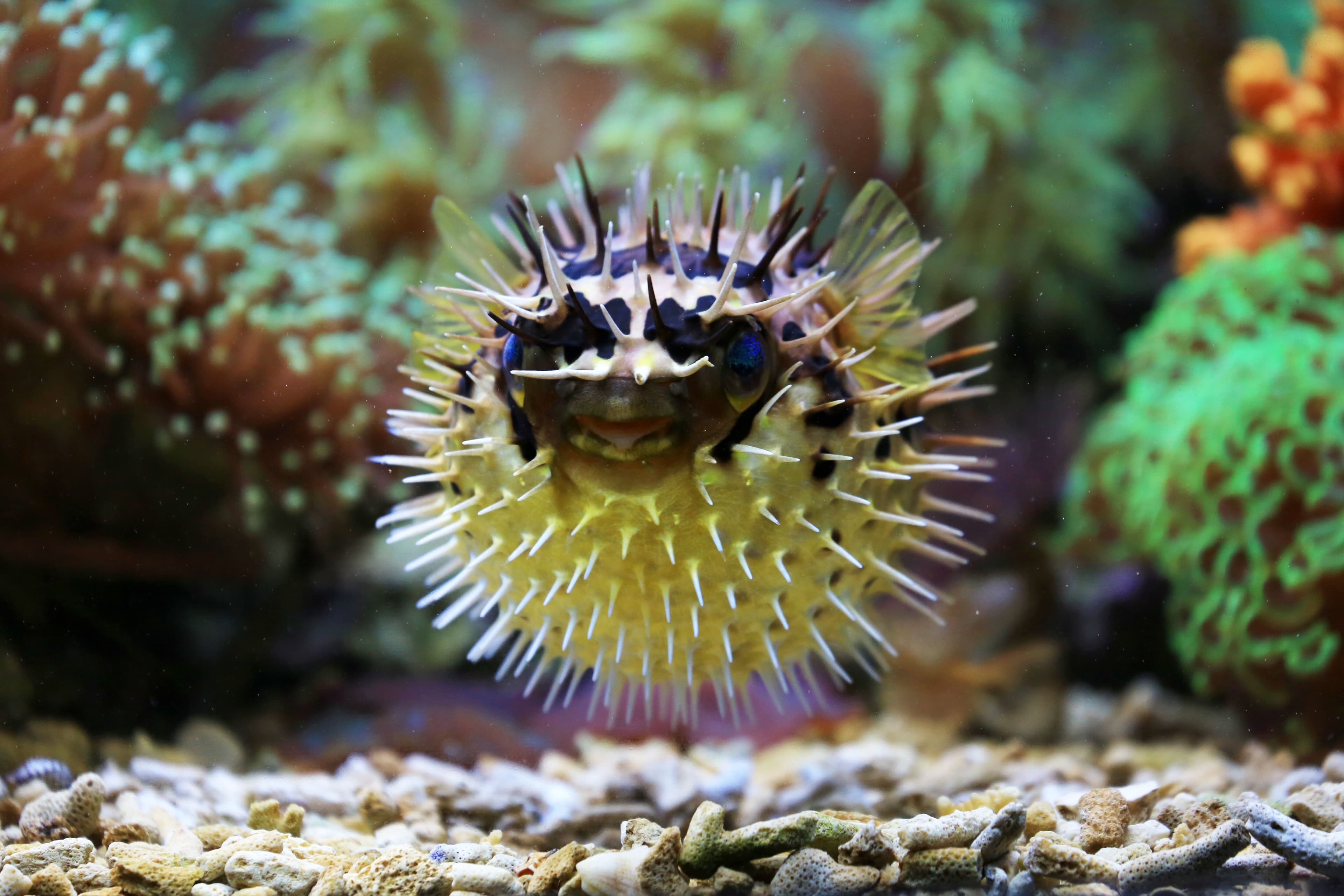 Balloonfish (Diodon holocanthus) – ornamental fish exported by Rafiki Marine, Mombasa